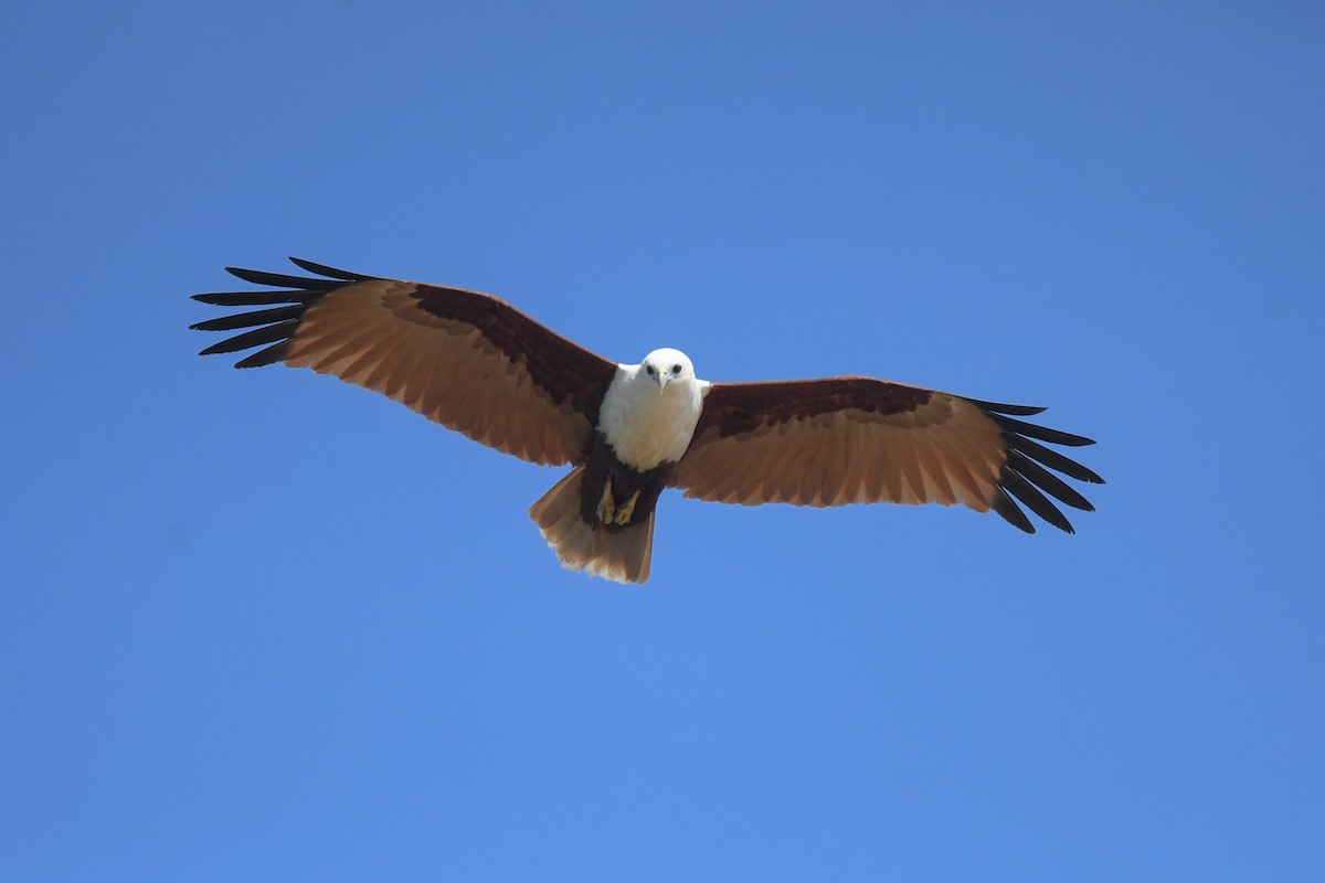 Brahminy Kite - ML646830084