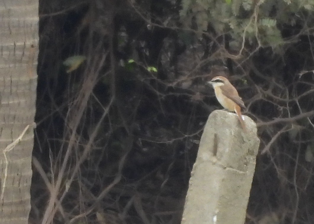 Kahverengi Örümcekkuşu - ML646830086