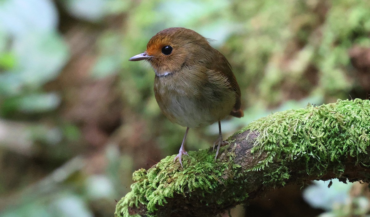 Мухоловка малазійська - ML646830087