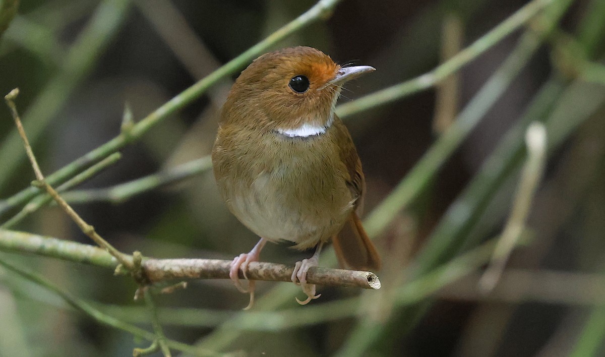 Мухоловка малазійська - ML646830088