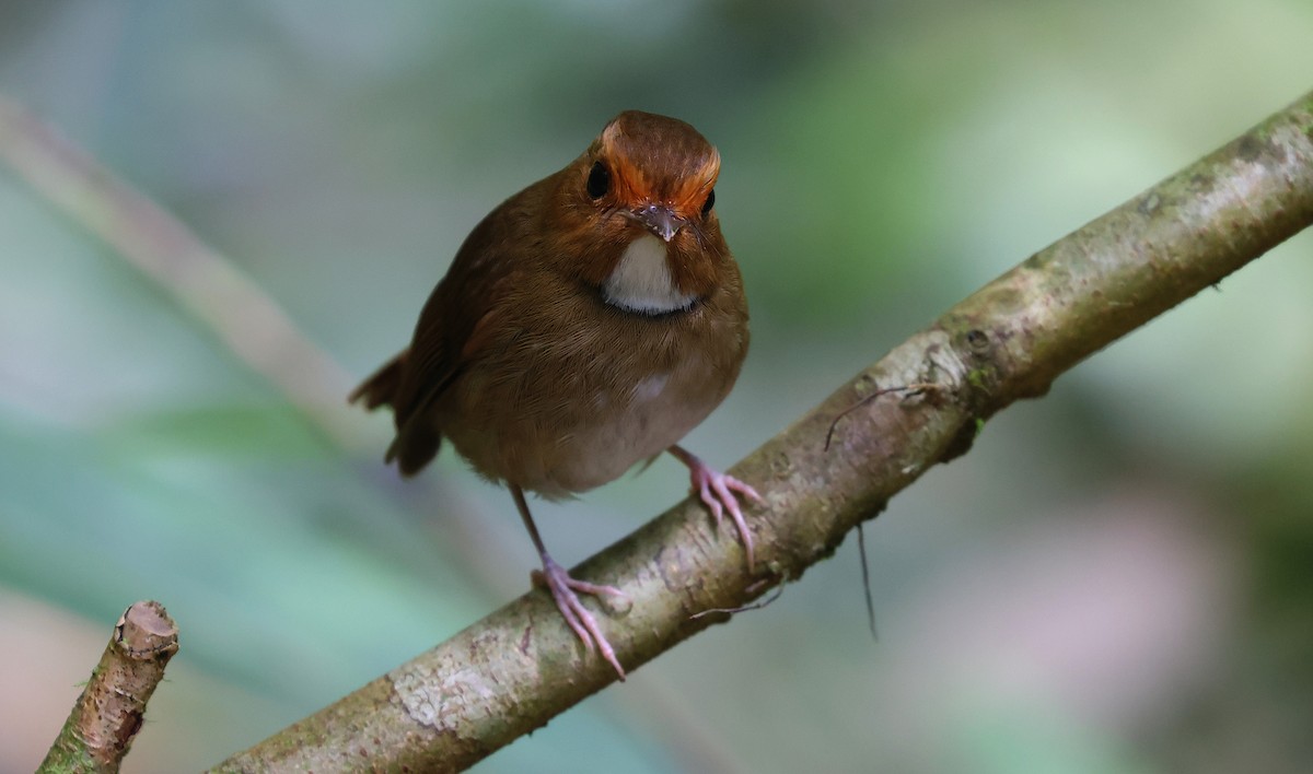 Мухоловка малазійська - ML646830089