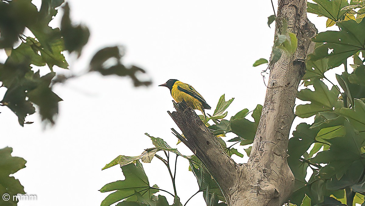 Black-winged Oriole - ML646830091