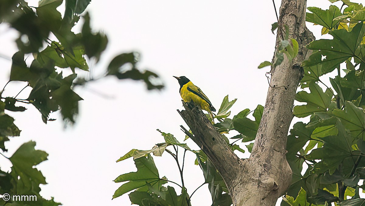 Black-winged Oriole - ML646830092