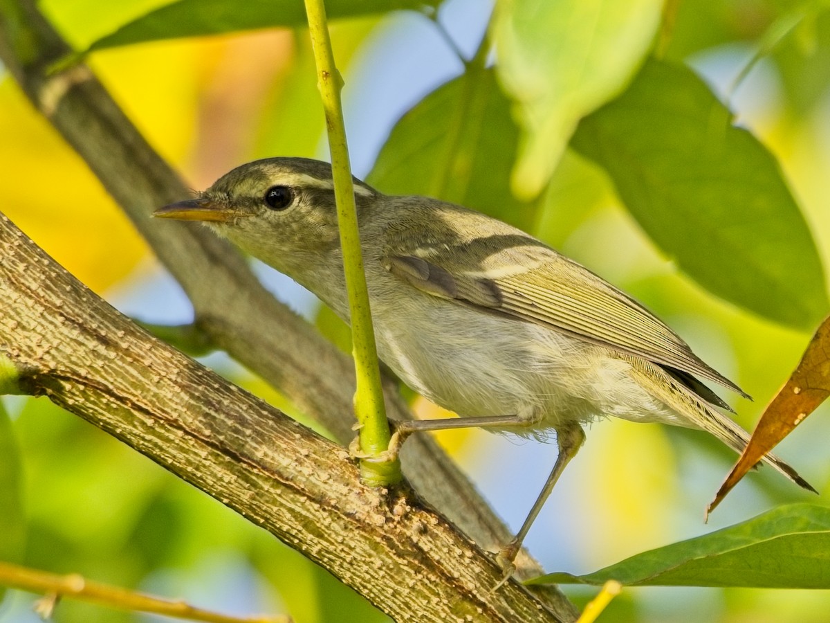 Txio hankagrisa - ML646830093