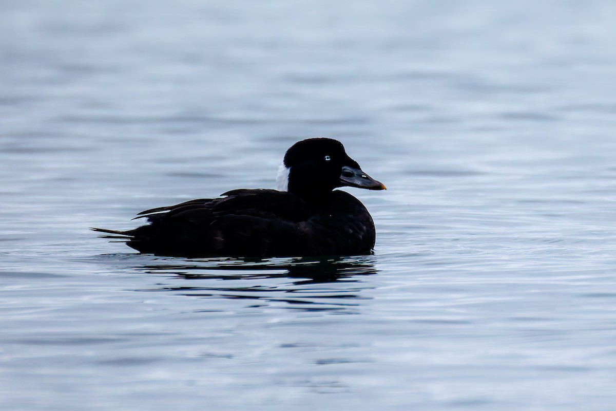 Ahatebeltz kopetazuria - ML646830095