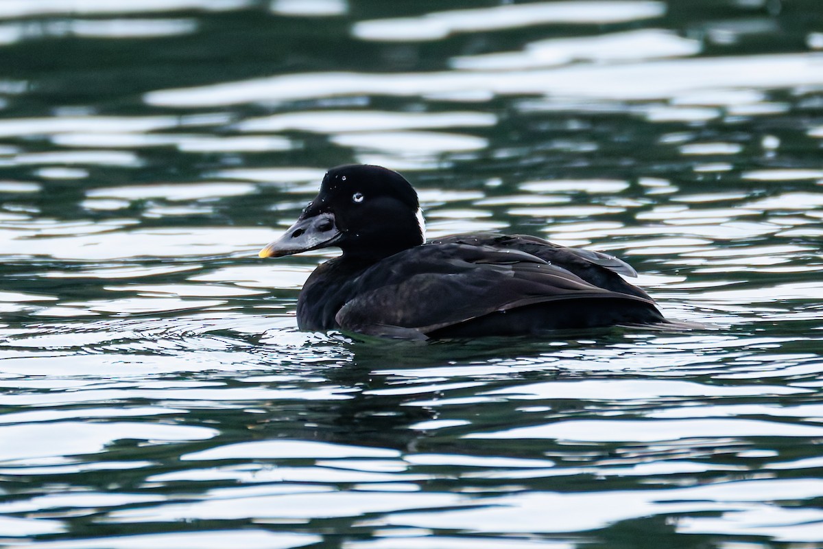 Ahatebeltz kopetazuria - ML646830096