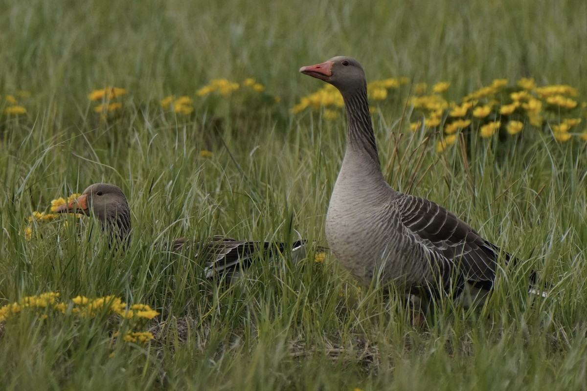 Graylag Goose - ML646830097