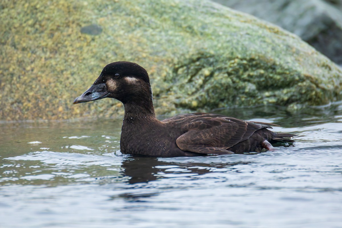 Ahatebeltz kopetazuria - ML646830099