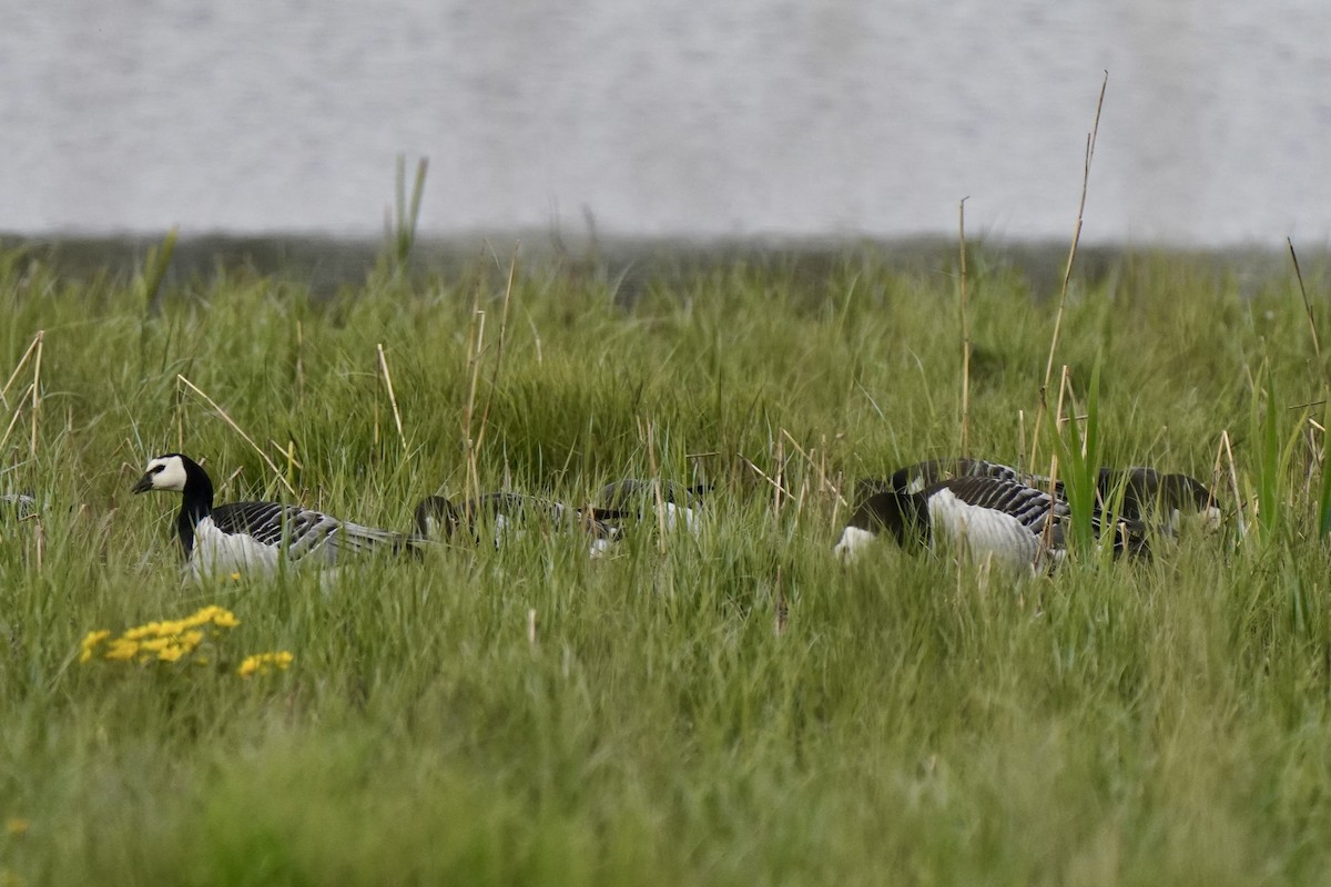 Barnacle Goose - ML646830100