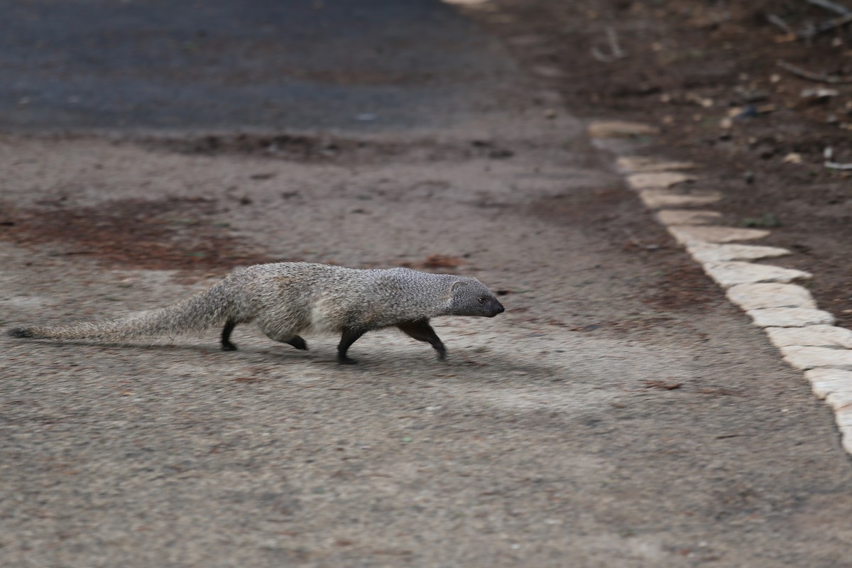 Animals - ML646830102