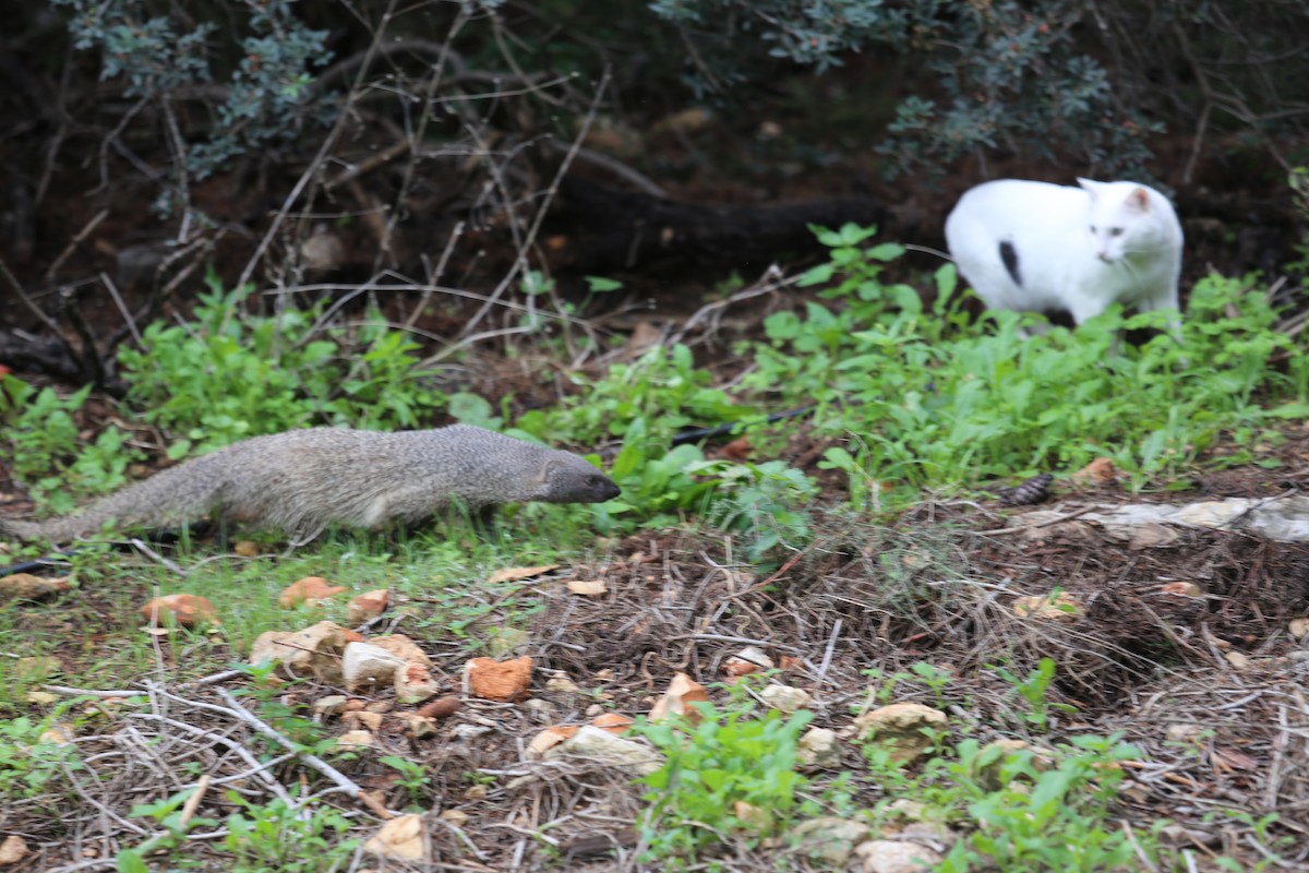 Animals - ML646830104