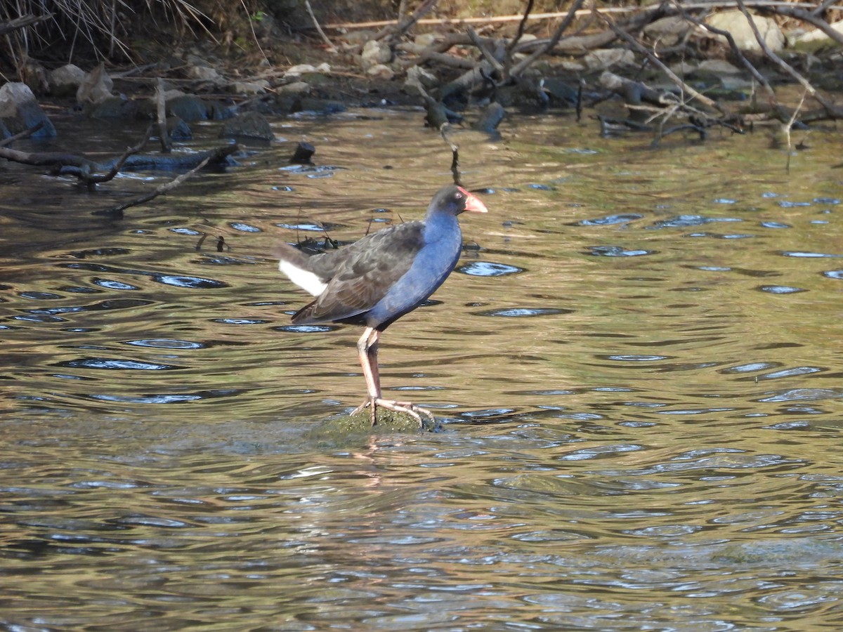 Australasian Swamphen - ML646830105