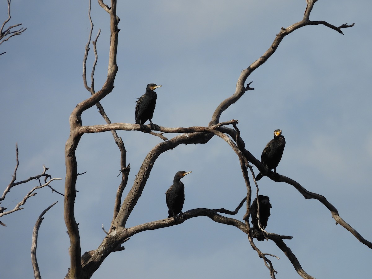 Great Cormorant - ML646830106