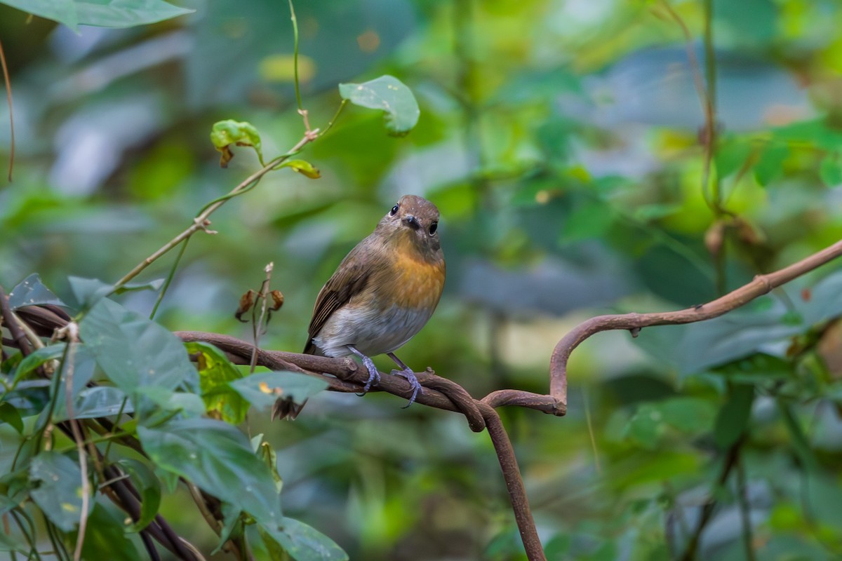 Hainan Blue Flycatcher - ML646830107