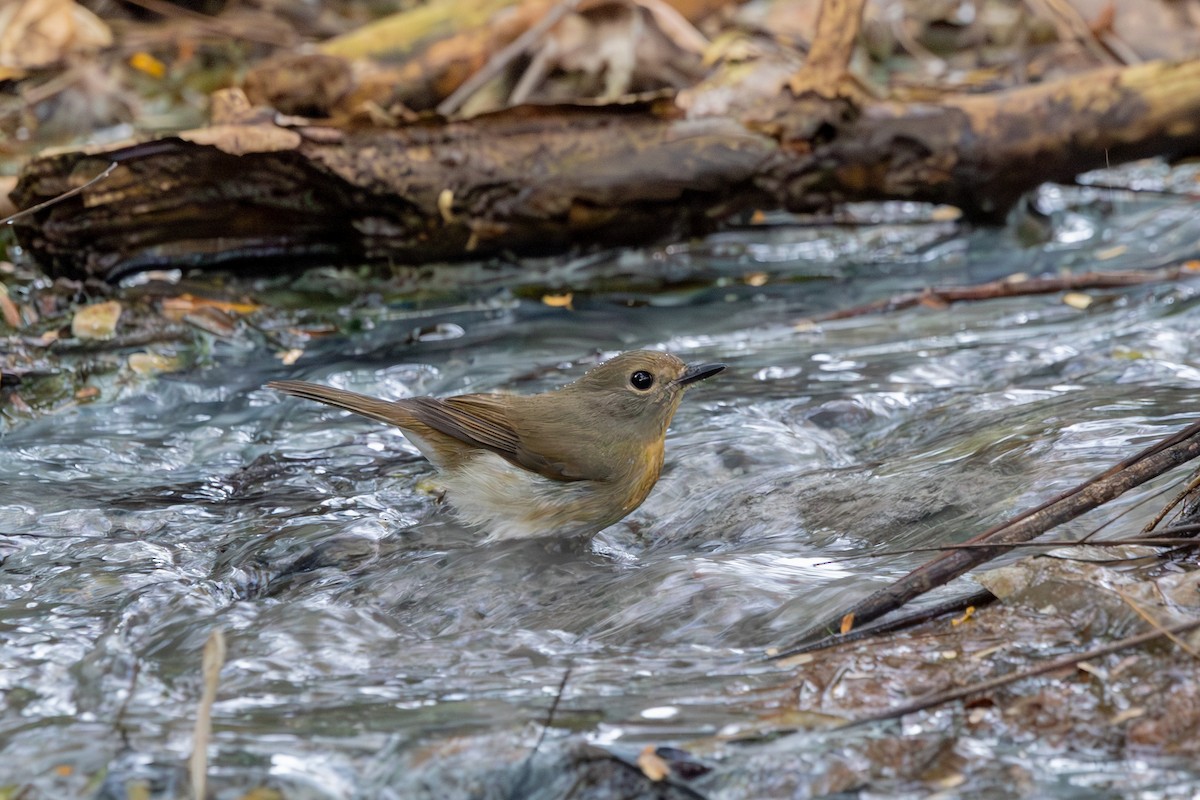 Hainan Blue Flycatcher - ML646830108