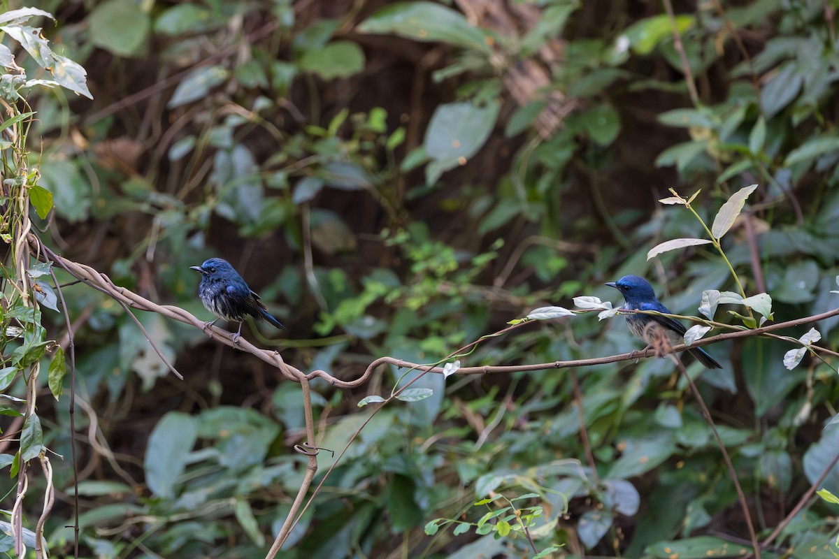 Hainan Blue Flycatcher - ML646830109