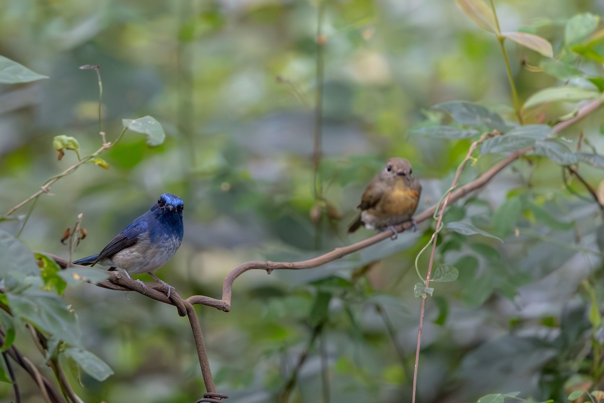 Hainan Blue Flycatcher - ML646830110