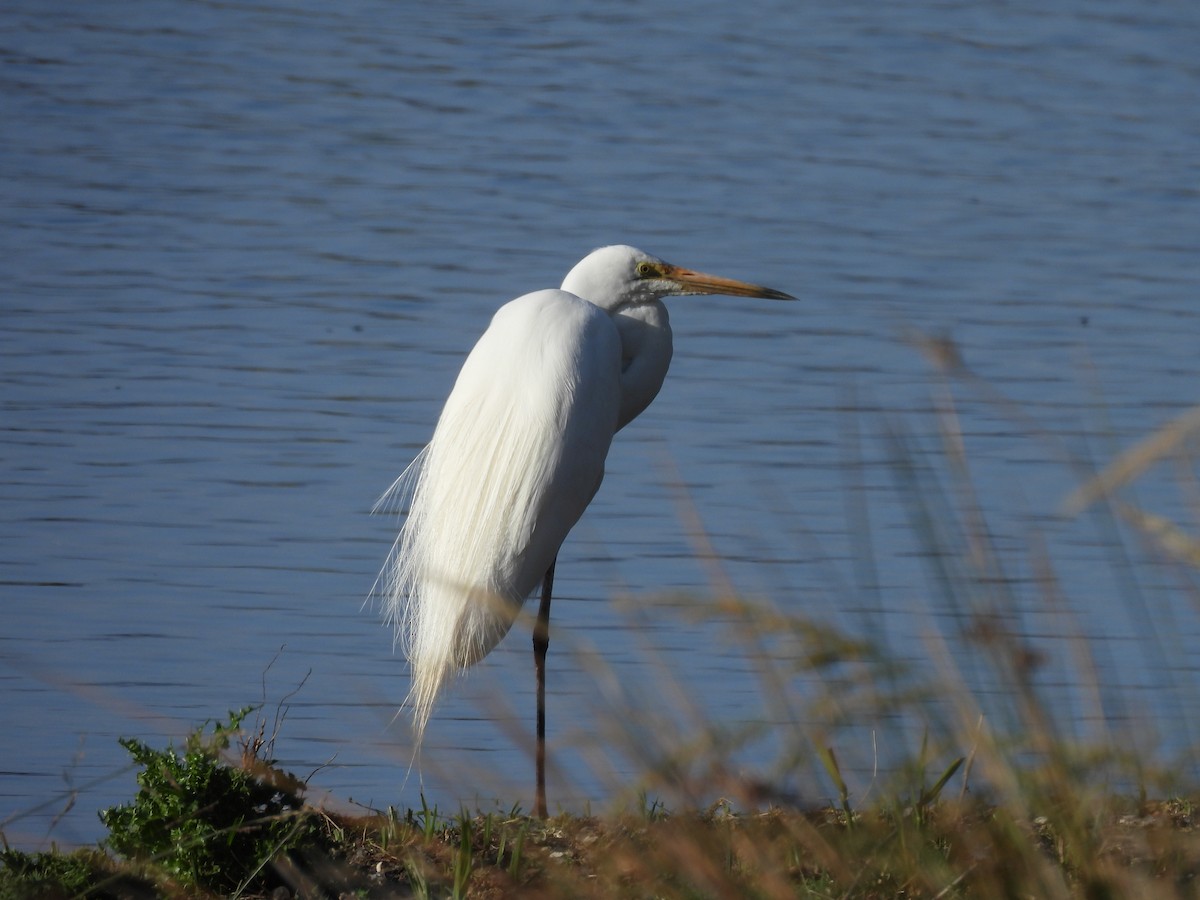 Great Egret - ML646830111