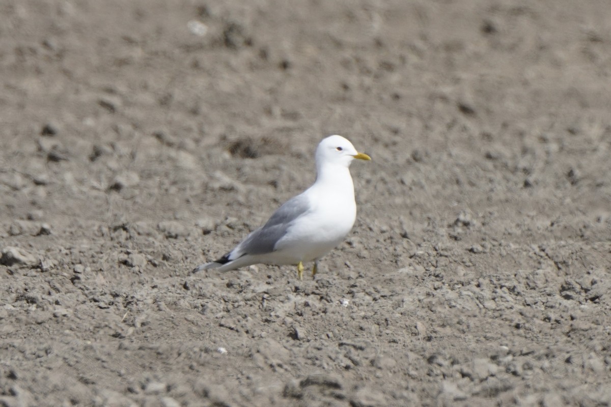Common Gull - ML646830112