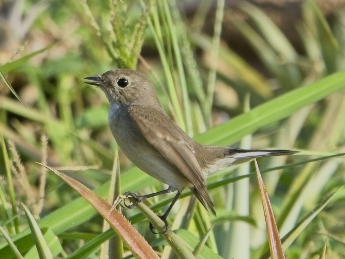 Taigako euli-txoria - ML646830113