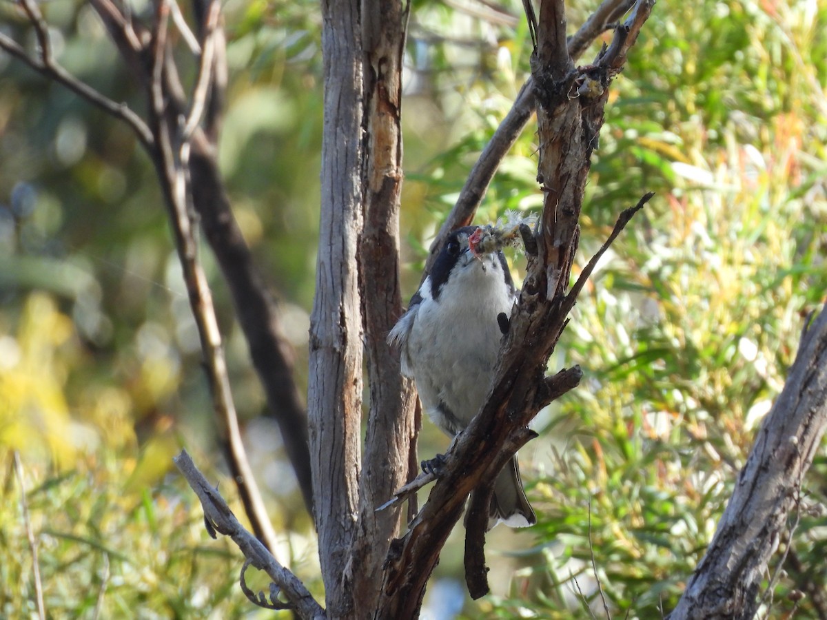 Gray Butcherbird - ML646830115