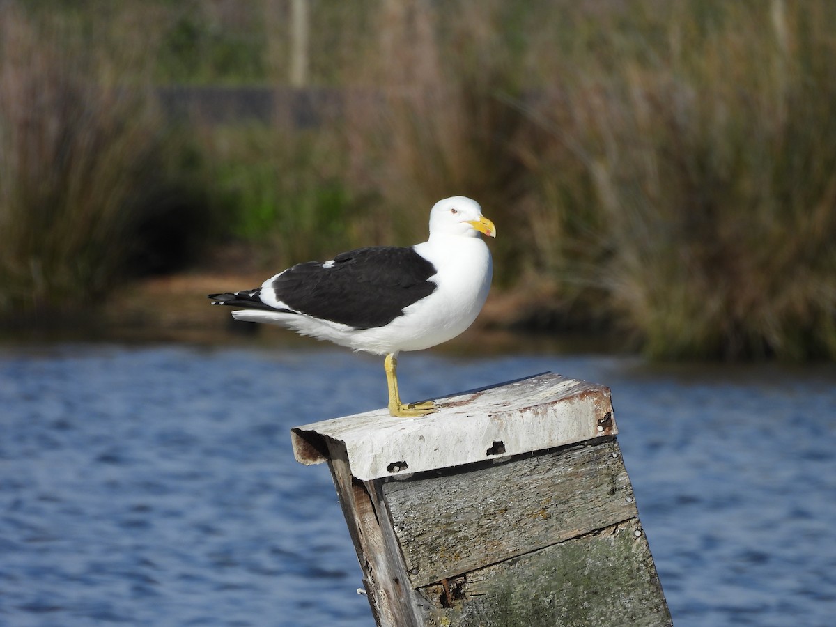 Kelp Gull - ML646830116