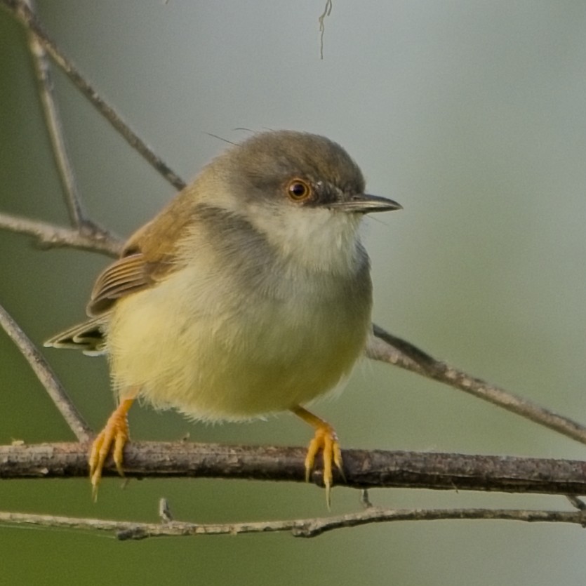 Gray-breasted Prinia - ML646830117