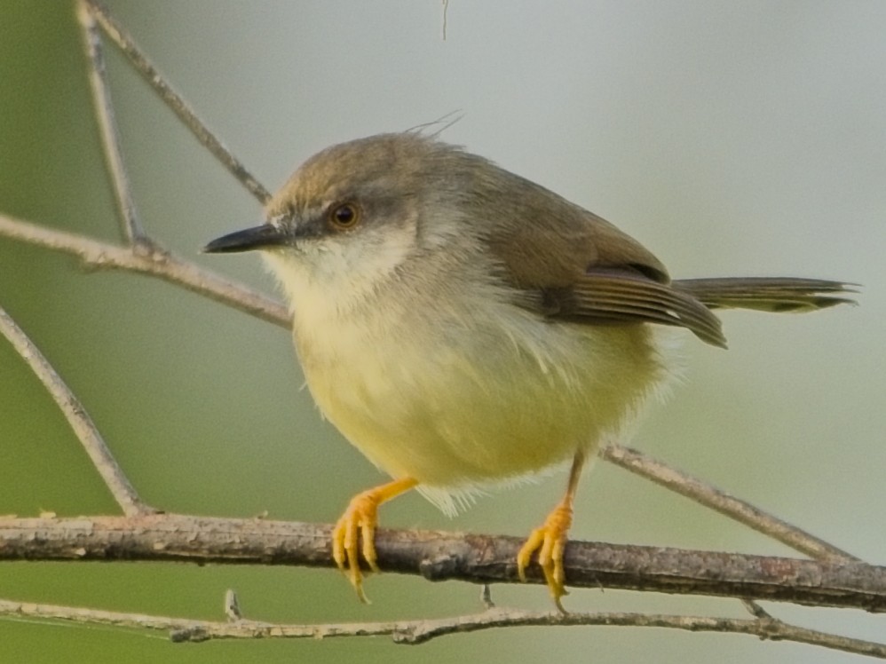 Gray-breasted Prinia - ML646830118