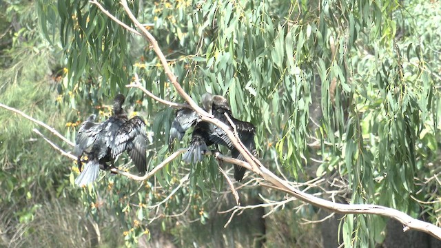 Little Black Cormorant - ML646830119