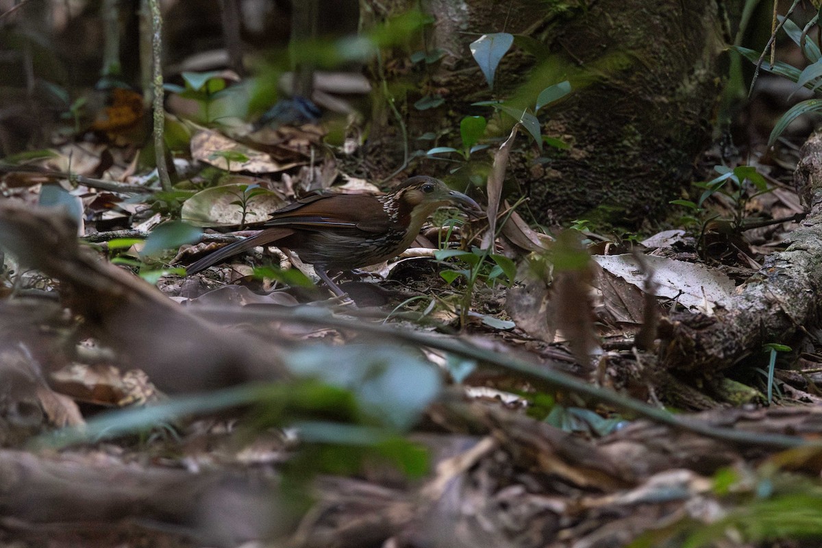 Large Scimitar-Babbler - ML646830120