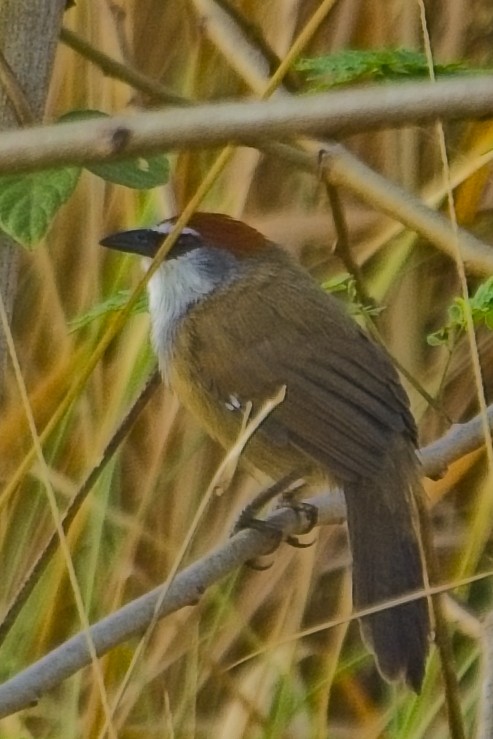 Chestnut-capped Babbler - ML646830123