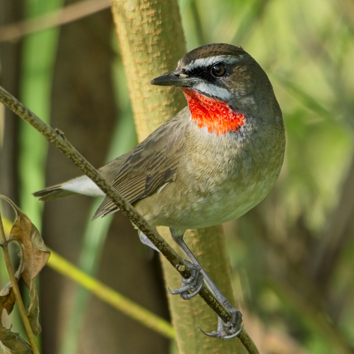 Papogorri siberiarra - ML646830128