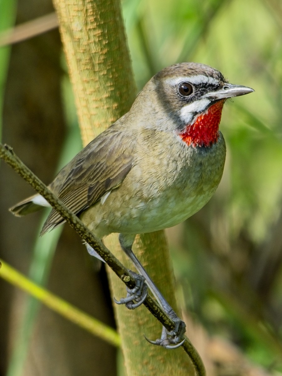 Papogorri siberiarra - ML646830129