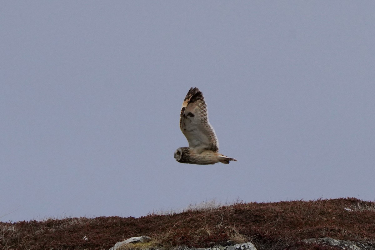 Zingira-hontza - ML646830130