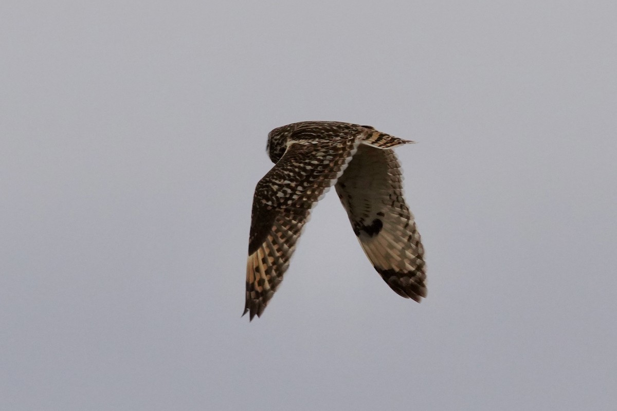 Zingira-hontza - ML646830131