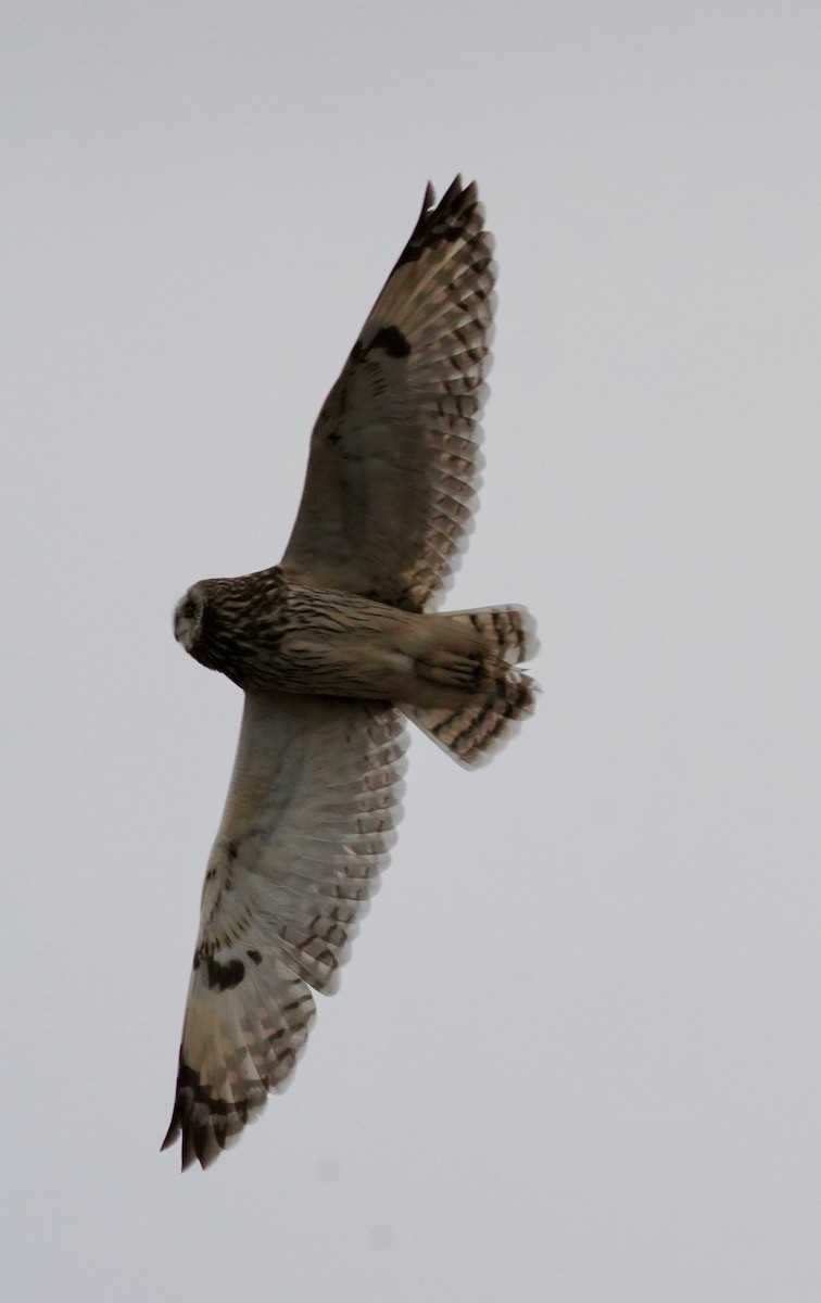 Zingira-hontza - ML646830132