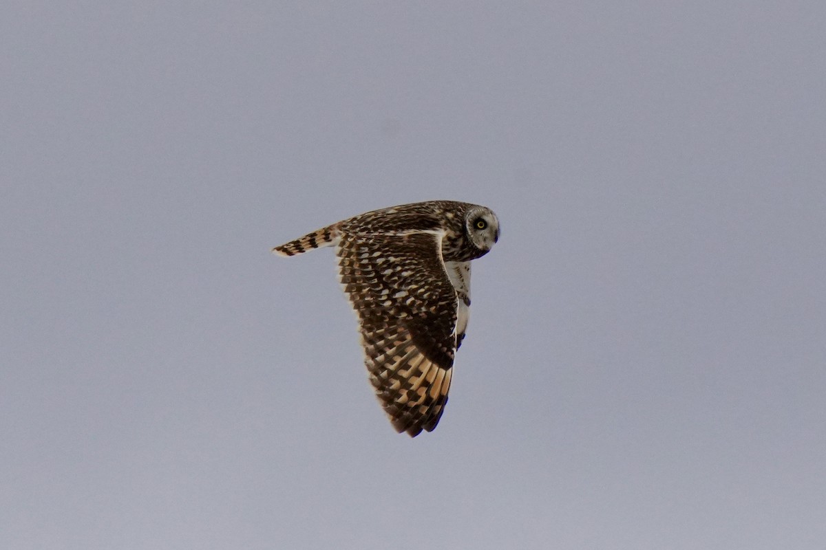 Zingira-hontza - ML646830133