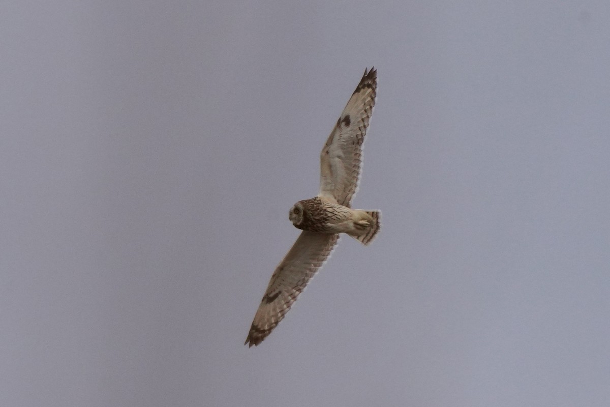 Zingira-hontza - ML646830134