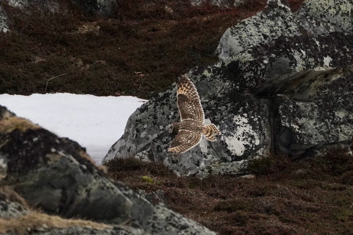 Zingira-hontza - ML646830135