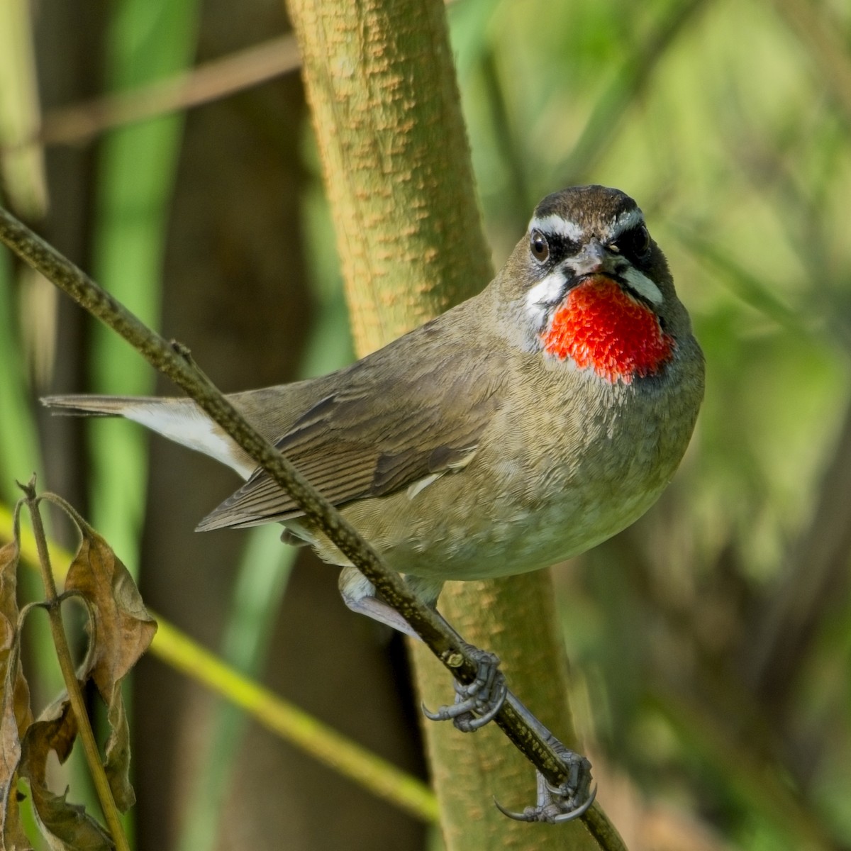 Papogorri siberiarra - ML646830137