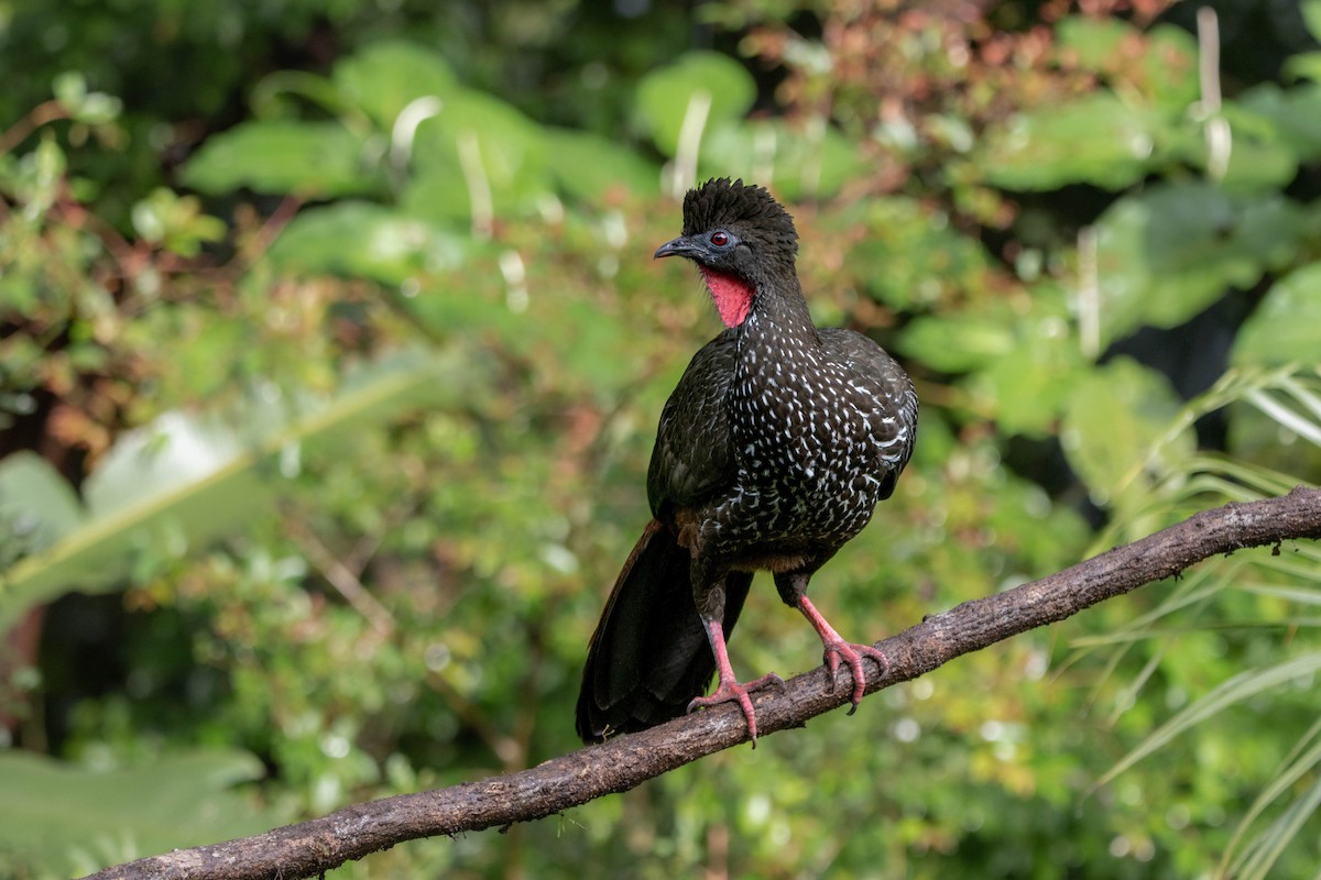 Хохлатая пенелопа - ML646830138