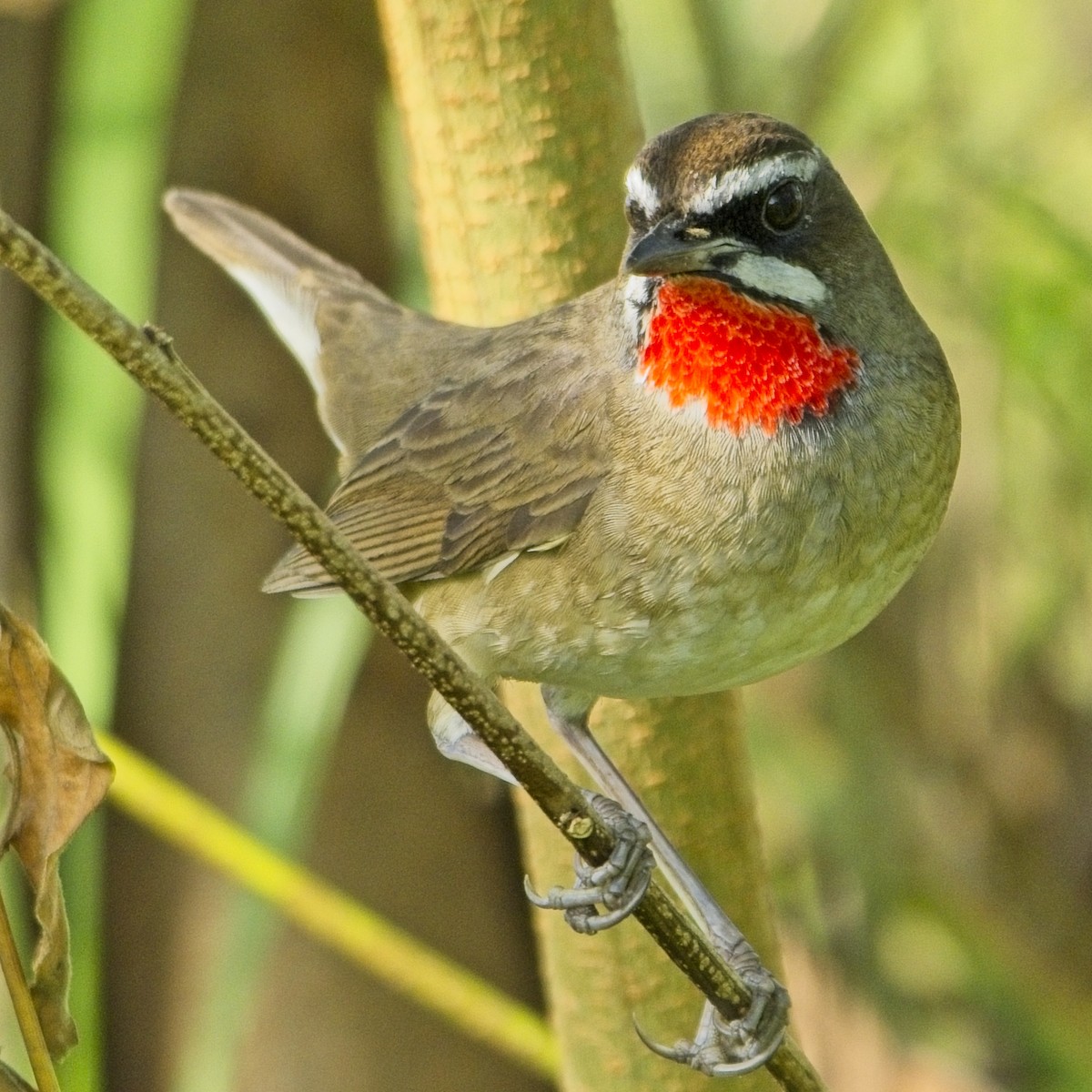 Papogorri siberiarra - ML646830140