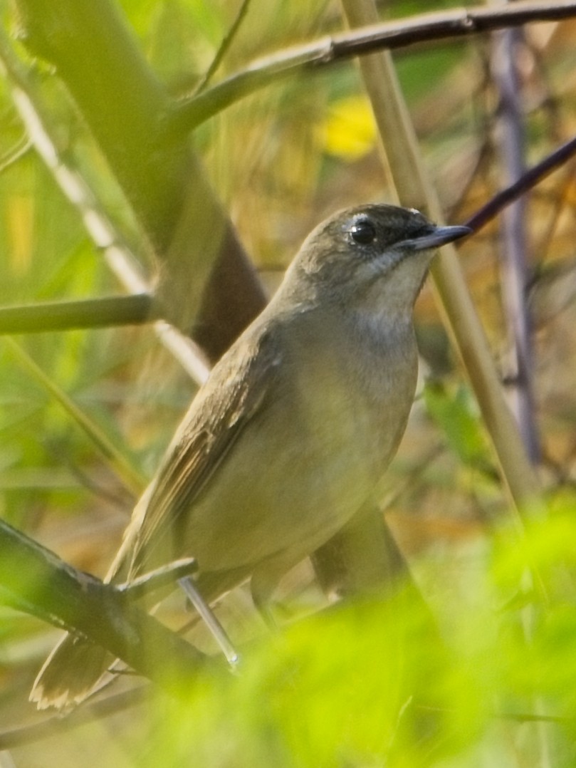 Papogorri siberiarra - ML646830144