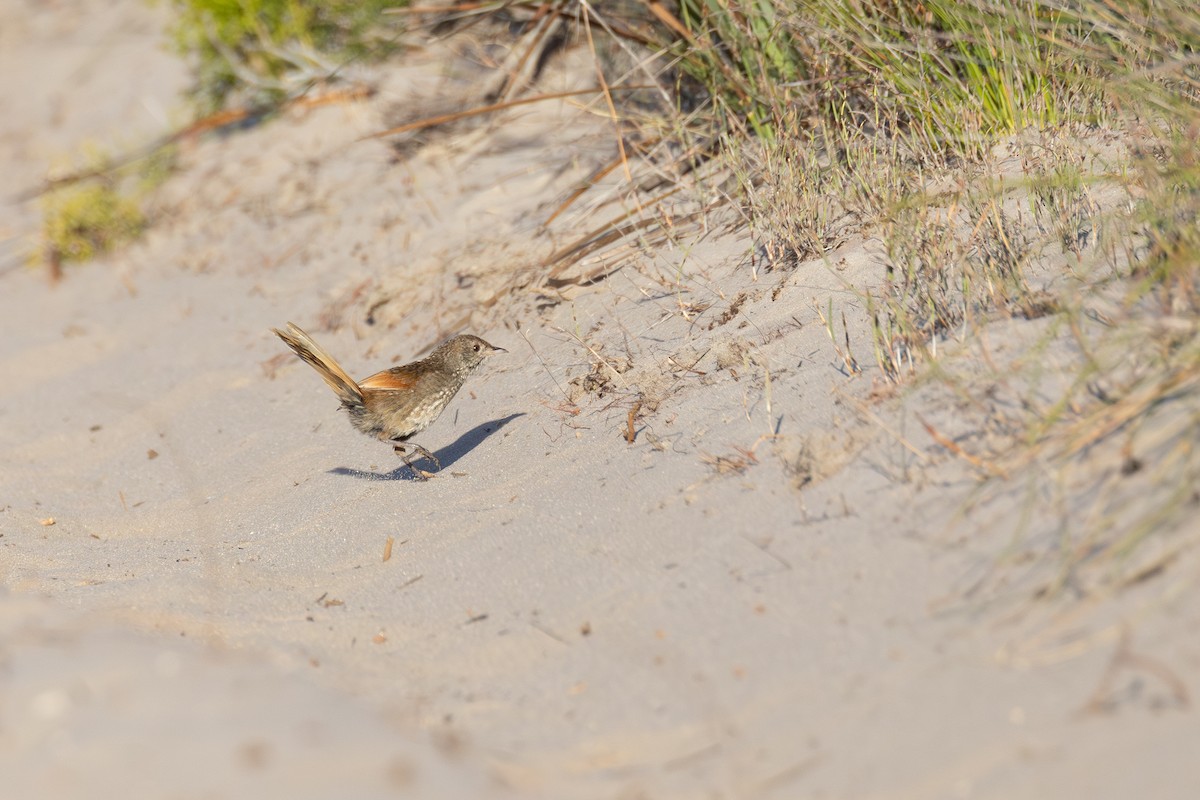 Western Bristlebird - ML646830145