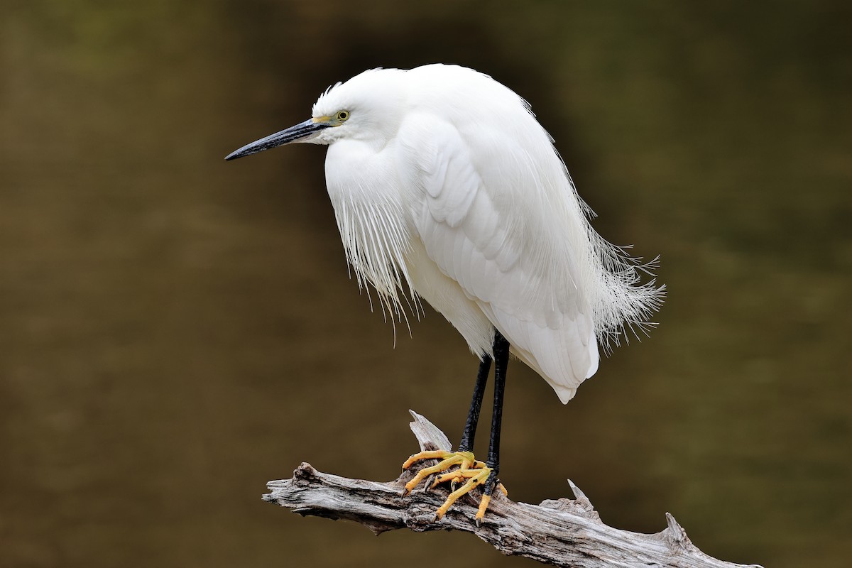 Küçük Ak Balıkçıl - ML646830146