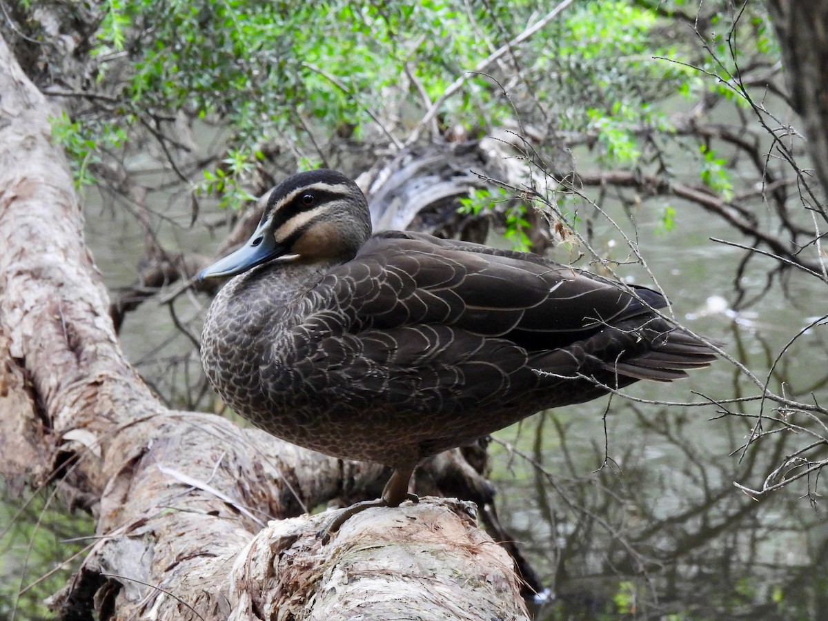 Canard à sourcils - ML646830151