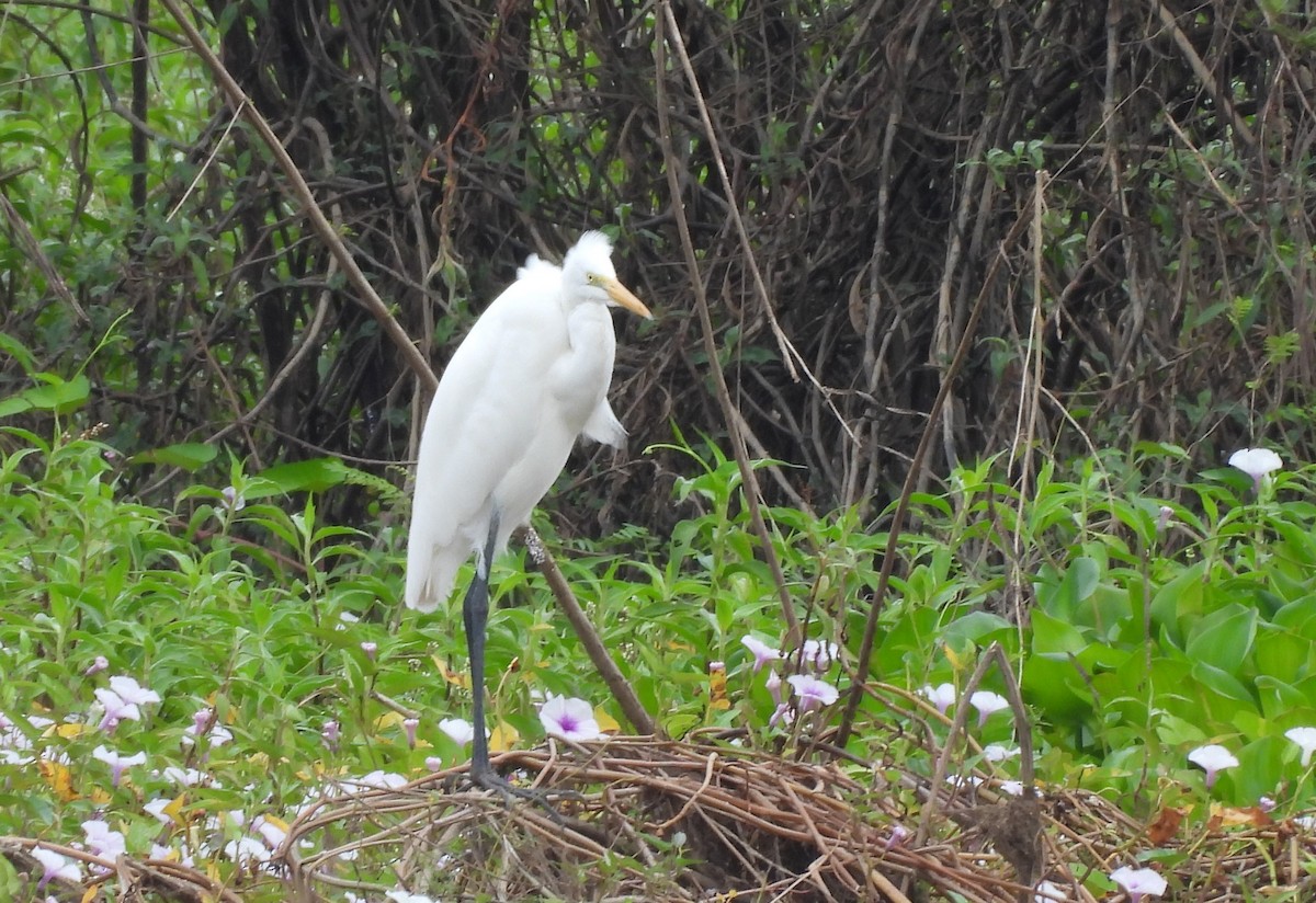 Büyük Ak Balıkçıl - ML646830152