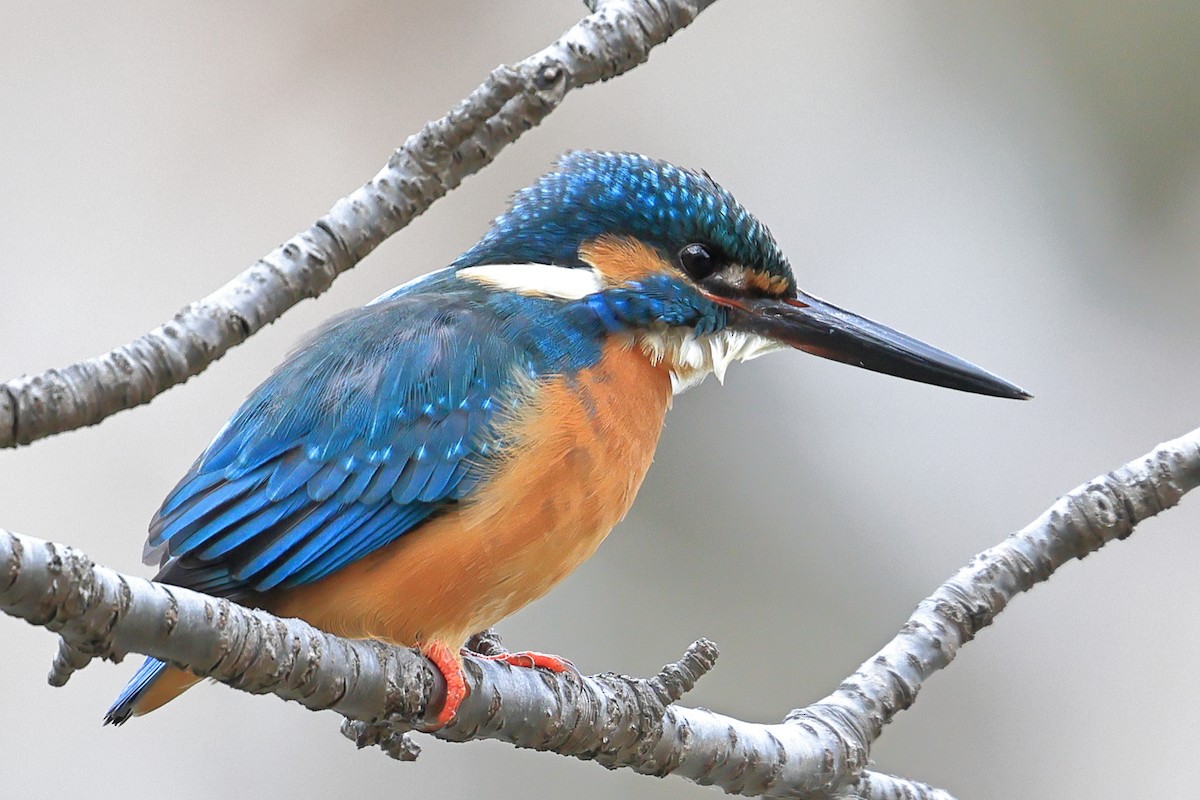 Yalıçapkını - ML646830155