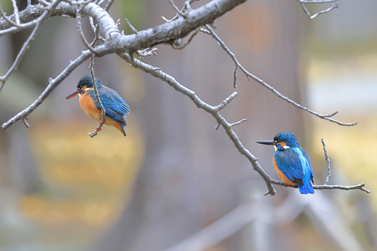 Yalıçapkını - ML646830162