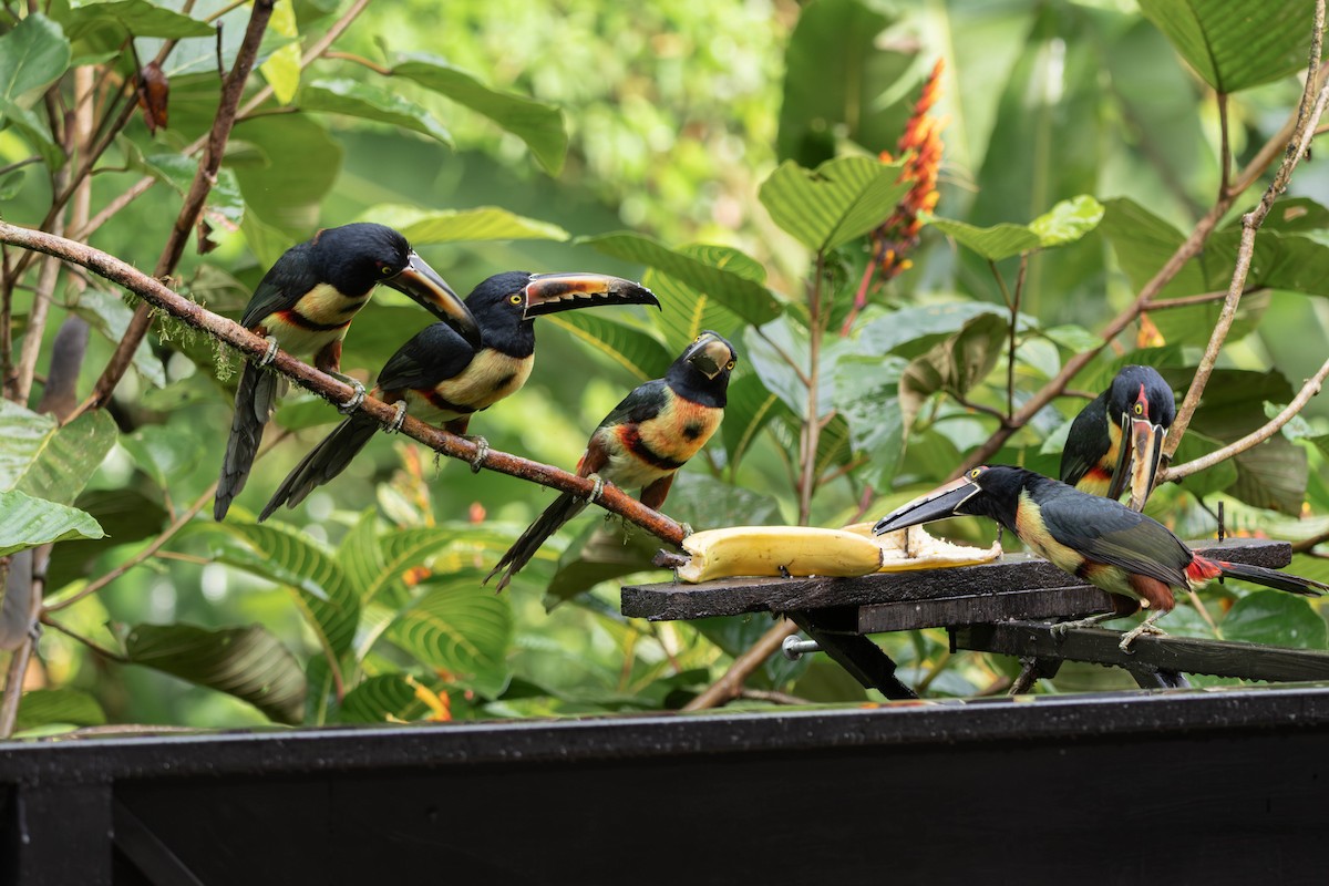 Collared Aracari - ML646830163